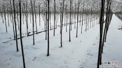 2018年第一场雪时间