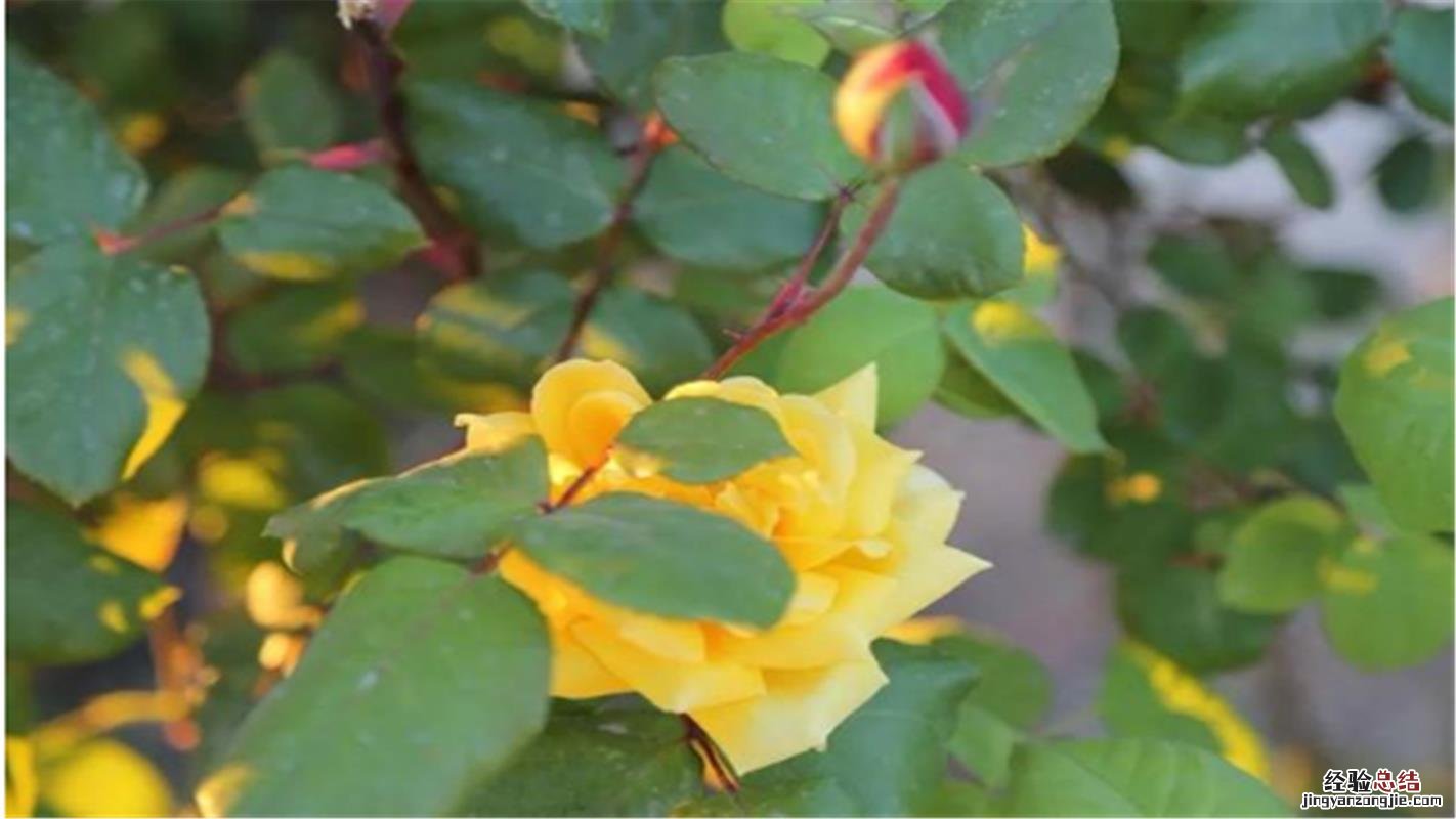月季花叶子发黄枯萎是怎么回事