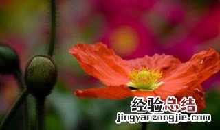 恶之花是什么花 恶之花的介绍