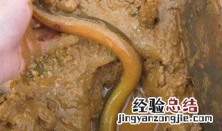 小黄鳝可以吃什么食物 小黄鳝可以吃什么