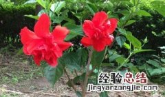 扶桑花嫁接方法 扶桑花嫁接方法介绍