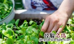 冬天鸡毛菜需要催芽吗 鸡毛菜冬天发芽技巧