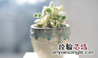 种多肉要不要施肥 多肉植物怎么种植需要施肥吗