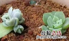 多肉植物的扦插方法 多肉植物的扦插方法是什么