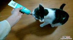 猫咪多大可以吃化毛膏营养膏