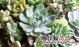 多肉植物刚移栽的几天后可浇水 多肉移植后几天可以浇水