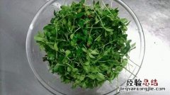 芽菜是什么菜