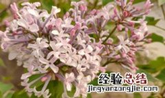 丁香花可盆栽吗 丁香花可以室内种植吗