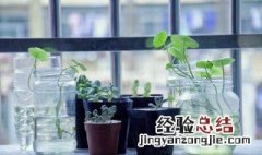 家里种植什么植物旺财 室内种植什么植物旺财