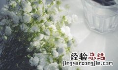 满天星的花语是什么意思 满天星的花语是什么