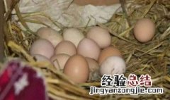 孵鸡蛋怎么选蛋 怎么样选择孵化蛋方法