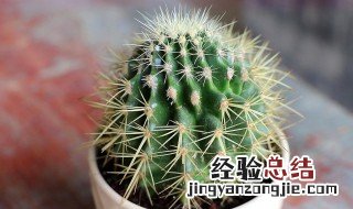 银纽仙人球如何开花 银星仙人球的养护方法