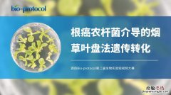 农杆菌转化法适用于什么植物