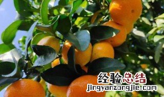 沙糖桔盆栽种植方法 沙糖桔怎么种植方法