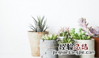 多肉植物什么季节种植 多肉在什么季节种植最好