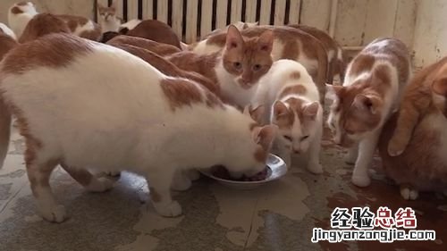 橘猫是土猫吗