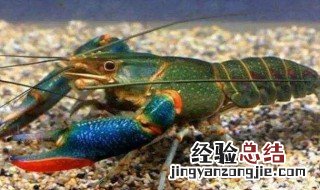 淡水龙虾怎么养 淡水龙虾怎么养介绍