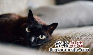 梦见猫进家里好吗 大家可以了解一下