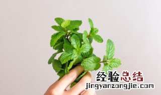 食用薄荷种植方法图片 食用薄荷种植方法