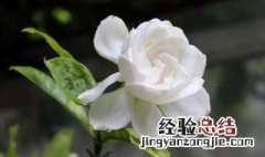 栀子花种植方法 栀子花种植方法详细说明