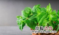 薄荷种植方法及养护 薄荷种植方法怎么养