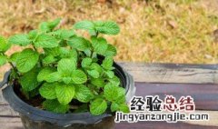 薄荷移植种植方法 食用薄荷和不可食用薄荷怎么区分