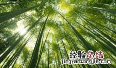 竹子开花寓意着什么 竹子开花寓意