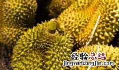 榴莲盆栽种植方法与技巧 榴莲盆栽种植方法