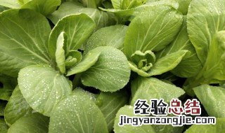 二十种耐寒的蔬菜 未来10大暴利种植