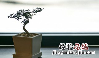 请问盆栽的樱花需要怎么种植 盆栽樱花的养殖方法