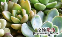 多肉需要怎样移植 多肉植物移植要注意什么