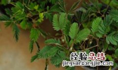 含羞草花语是什么 含羞草花语是什么意思