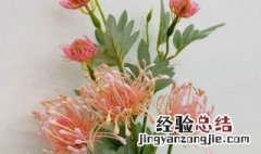 针垫花 花语是什么 针垫花的花语是什么