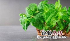 薄荷可以一直水培吗 薄荷为什么是姨妈杀手