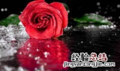 白玫瑰花语是什么 玫瑰花语是什么