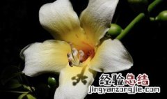 白色木棉花花语是什么 白色木棉花花语木棉花图片