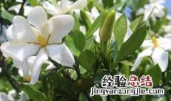 桅孒花养护方法 枙子花的养护技巧方法