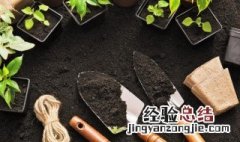 红浆果多肉植物的养殖方法 多肉植物红色浆果怎么养