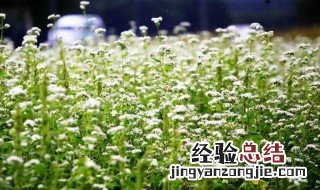 荞麦花的花语是什么韩文 荞麦花的花语是什么
