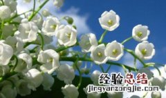 小米草花语 小米花的花语是什么