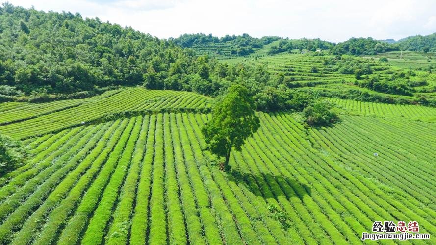 四大名茶之一的龙井茶产地是哪里