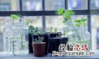 适合冬天室内种植的植物 冬天室内适合种植什么绿色植物