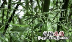 自家的竹子开花是不是不吉利 自己家竹子开花意味着什么