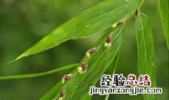 竹子开花意味着什么风水 竹子开花好不好