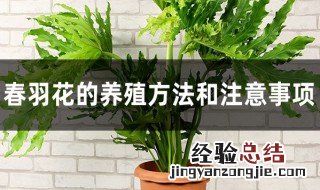 春羽花养殖方法 春羽花的养殖方法和注意事项