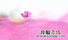 格桑花花语美句 这些句子都是