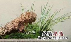 土栽培菖蒲方法 土栽培菖蒲方法介绍