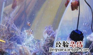 鱼缸加热棒的正确摆放视频 鱼缸加热棒的正确摆放