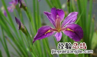 菖蒲花花语 菖蒲花花语和精灵王