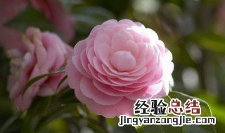 牡丹花的花语是什么象征什么 牡丹花的花语是什么